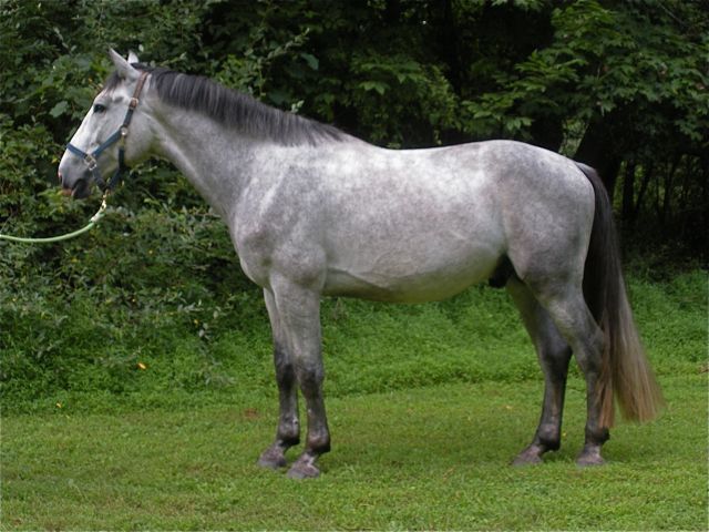 Touch of the Irish, Irish Draught Horse stallion for sale, by O'Leary's Irish Diamond